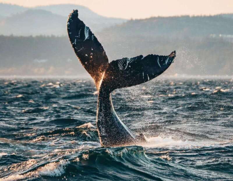 Vancouver: Covered Whale Watching Adventure with Free Photos - Who should book this whale-watching catamaran