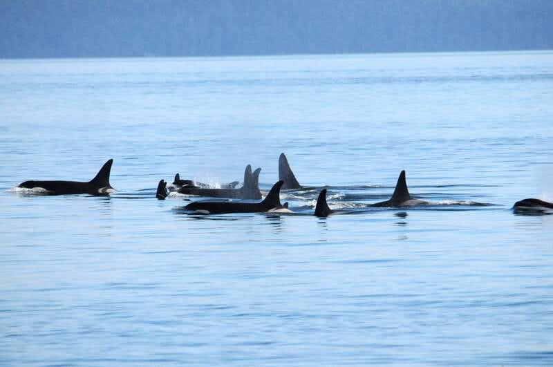 Vancouver: Covered Whale Watching Adventure with Free Photos - What you can spot: orcas, humpbacks, and more in Strait of Georgia waters