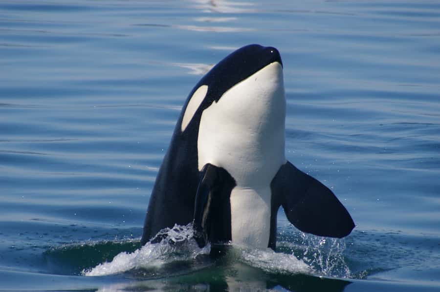 Vancouver: Day Trip to Victoria Seaplane with Whale Watching - Is This Best for You? Who Should Book It (and Who Might Think Twice)