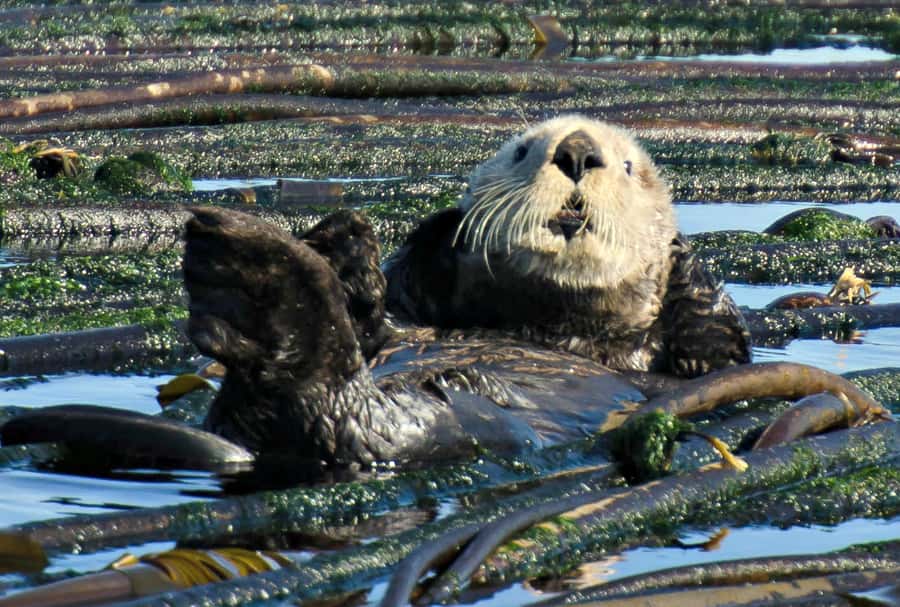 Vancouver: Day Trip to Victoria Seaplane with Whale Watching - Orca Spirit Adventures and the 3-Hour Whale-Watching Zodiac or Covered Boat