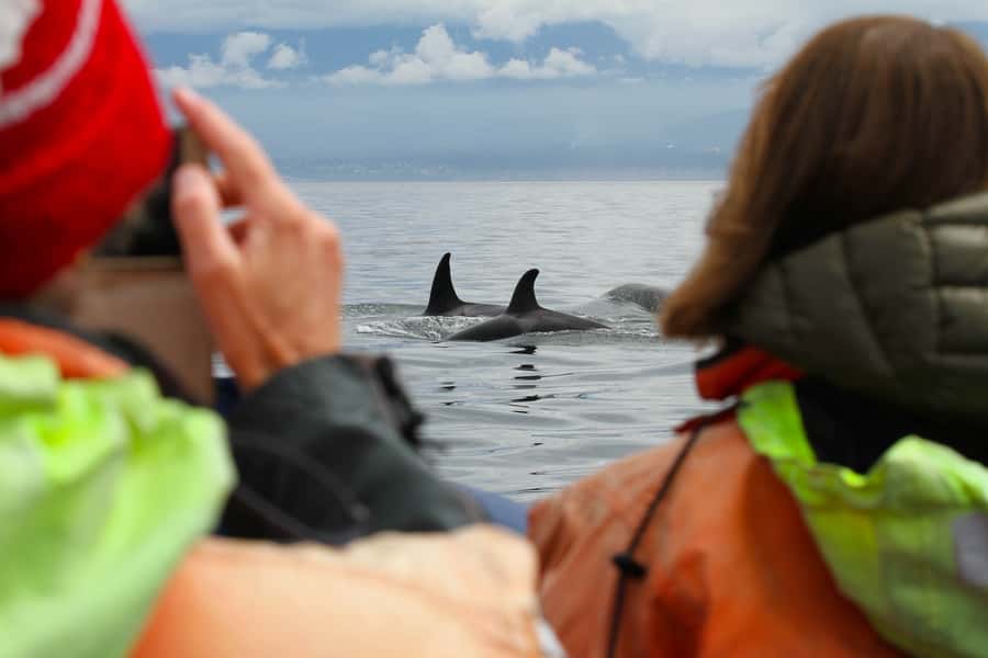 Vancouver: Day Trip to Victoria Seaplane with Whale Watching - What the Guides Actually Do (and Why It Changes Your Odds)