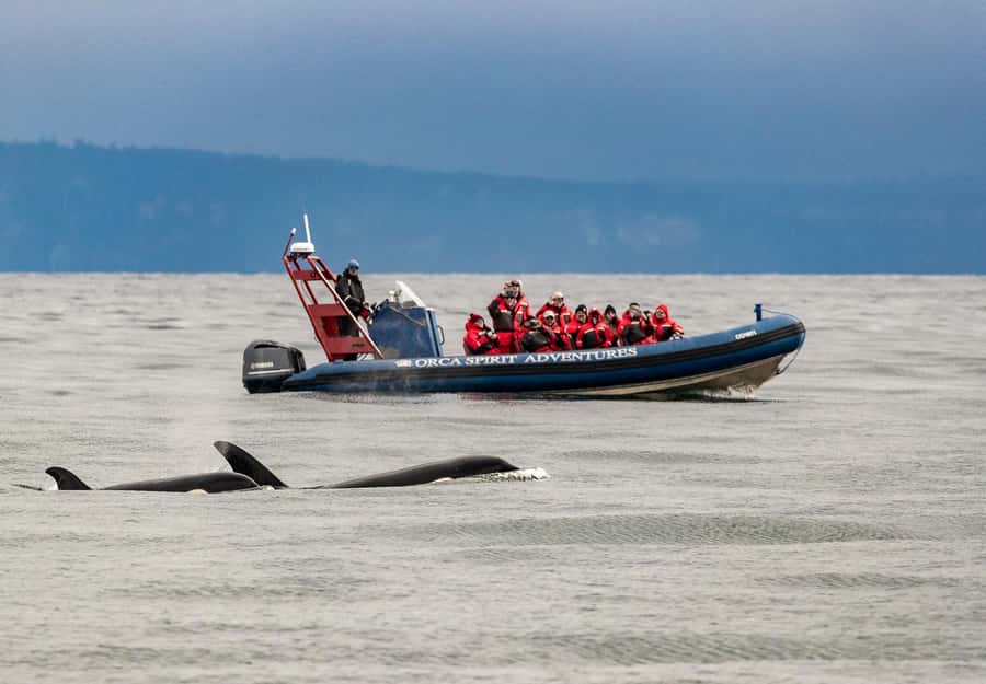 Vancouver: Day Trip to Victoria Seaplane with Whale Watching - The Return Flight to Vancouver: Close the Day with Coast Views