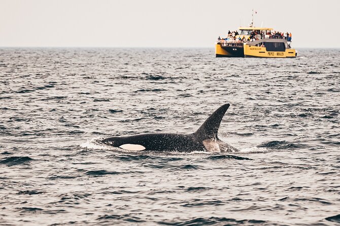 Vancouver Half-Day Whale Watching Adventure with Free Photos - Key Things I’d Pay Attention To
