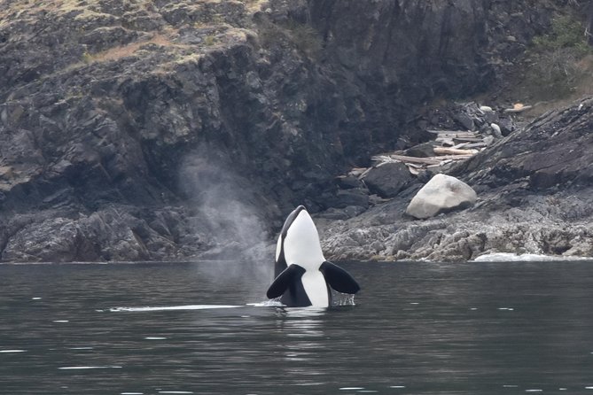 Vancouver Half-Day Whale Watching Adventure with Free Photos - Catamaran Comfort Right Downtown: Heated Indoors and Viewing Decks