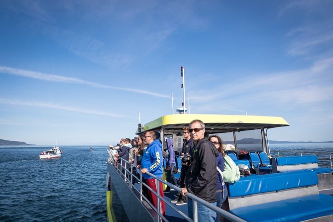 Vancouver Half-Day Whale Watching Adventure with Free Photos - The Main Event: Prince of Whales Whale Watching (What Your 5 Hours Really Feel Like)