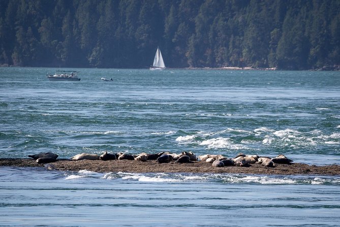 Vancouver Half-Day Whale Watching Adventure with Free Photos - What’s Included Onboard (and What You’ll Bring Yourself)