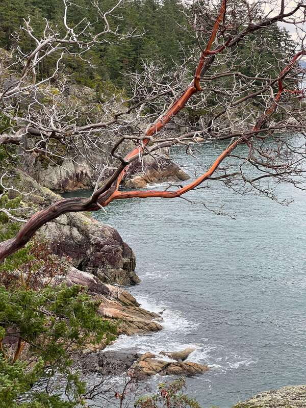 Vancouver: Lighthouse Park Hike - Price and Time: Is $84 Worth It for This Hike?