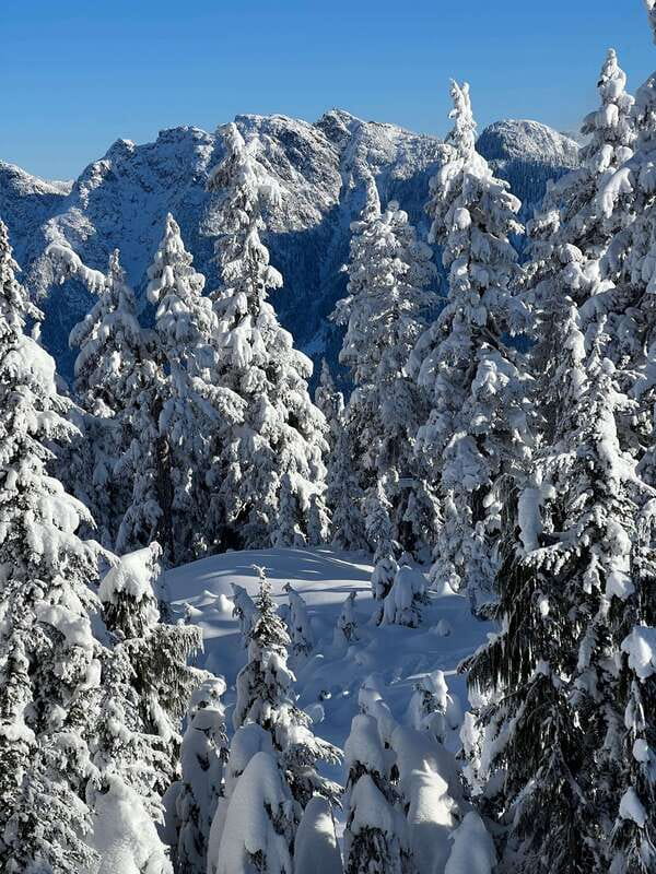 Vancouver: North Shore Mountains Snowshoeing with Transfer - Food and Comfort: Plan Ahead Because Meals Aren’t Included