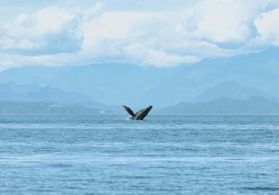 Vancouver: Open-air Whale Watching Tour, Granville Island - Should you book this whale watching tour from Granville Island?
