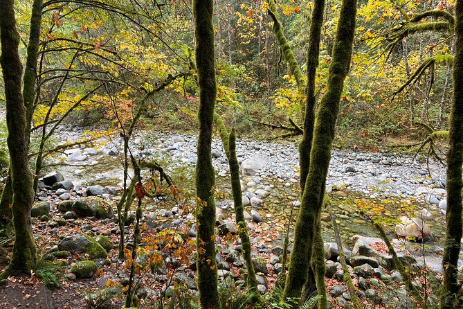Vancouver Rainforest Hike with Waterfalls, Suspension Bridge, Old Growth Forest - Waterfalls, natural swimming pools, and the “cooling off” moment