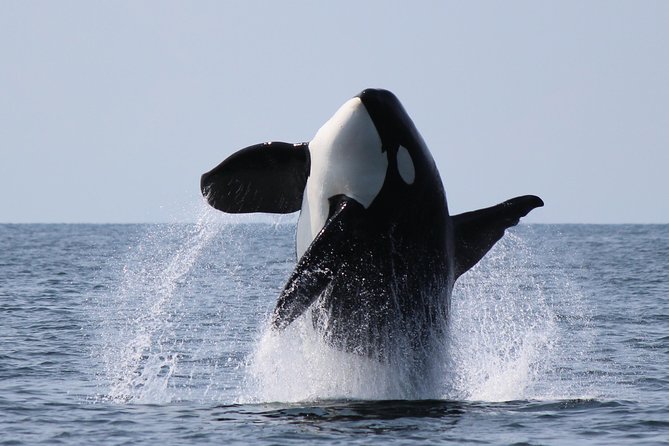 Vancouver's Intimate West Coast Whale Watching Experience - Granville Island launch: why this starting point makes the day easier