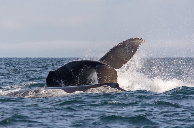 Vancouver's Intimate West Coast Whale Watching Experience - Orcas, humpbacks, and the rest: what you can realistically hope to see
