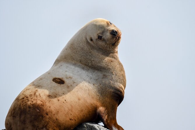 Vancouver's Intimate West Coast Whale Watching Experience - Price and value: is $177.59 worth it for a half-day at sea?