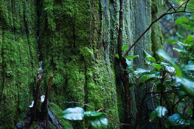 Vancouver Secrets of Stanley Park Walking Tour - Vancouver Seawall: Views Plus the Human-Made Story