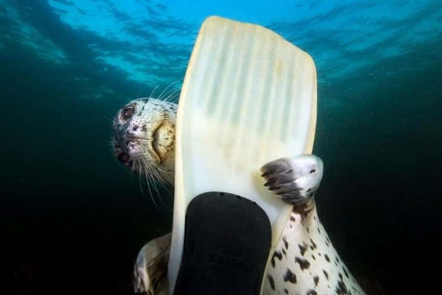 Vancouver: Snorkel, Kayak, and Seal Adventure Boat Tour - Quick hits before you go
