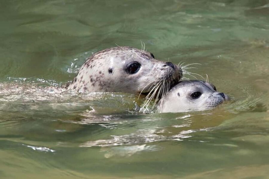 Vancouver: Snorkel, Kayak, and Seal Adventure Boat Tour - Snorkeling setup: wet suit included, and the guides run the show