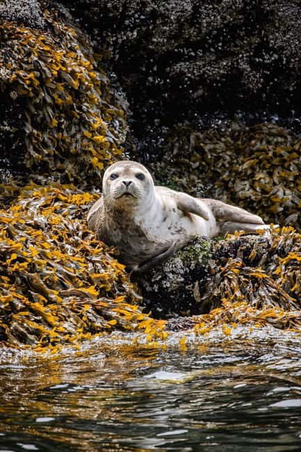 Vancouver: Snorkel, Kayak, and Seal Adventure Boat Tour - Who should book this seal and snorkel adventure