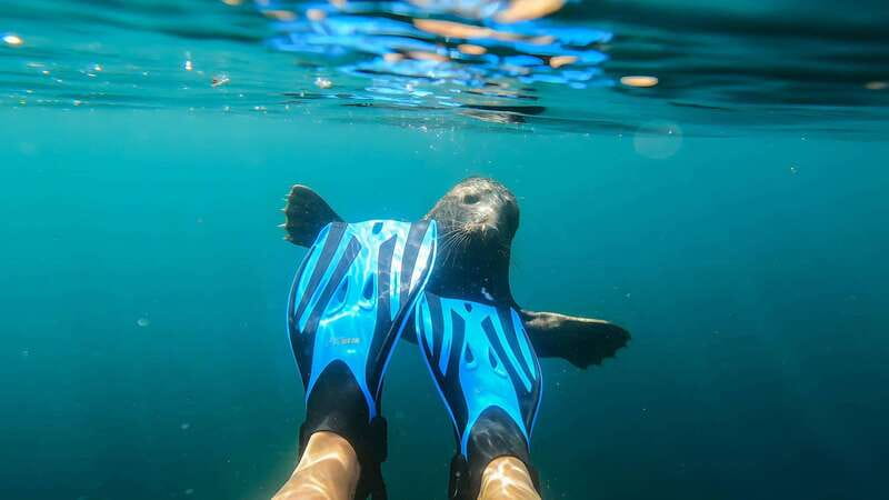 Vancouver: Snorkeling Seals Kayaking Scenic Boat Tour - Wildlife spotting beyond seals: what to watch for