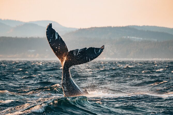 Vancouver Sunset Whale Watching Adventure with Free Photos - Key things that matter before you book