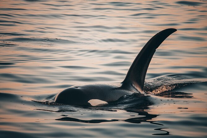 Vancouver Sunset Whale Watching Adventure with Free Photos - How the whale sightings guarantee lowers the risk