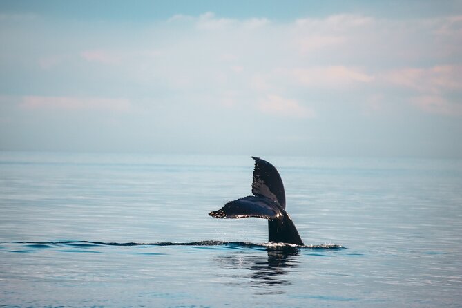 Vancouver Sunset Whale Watching Adventure with Free Photos - Meet your crew: naturalists who actually help you spot whales