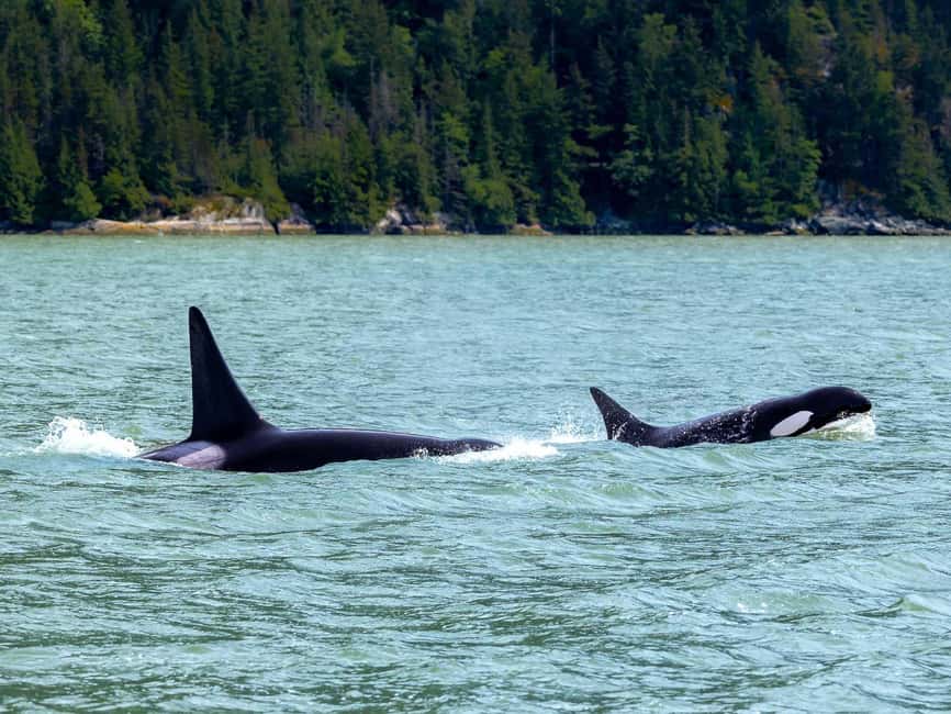 Vancouver UNESCO Biosphere Reserve Wildlife Scenic Boat Tour - Wildlife You Should Actually Expect (And What Changes Your Odds)
