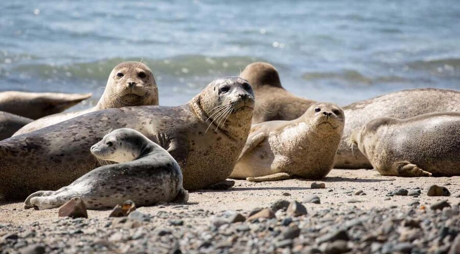 Vancouver UNESCO Biosphere Reserve Wildlife Scenic Boat Tour - Where the tour starts in West Vancouver