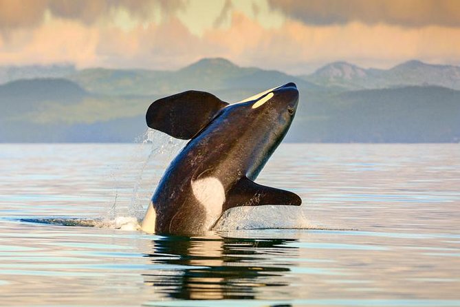Vancouver-Victoria Day Trip by Seaplane + Whale Watching by Boat - Victoria Inner Harbour: the whale-watching portion on Orca Spirit Adventures