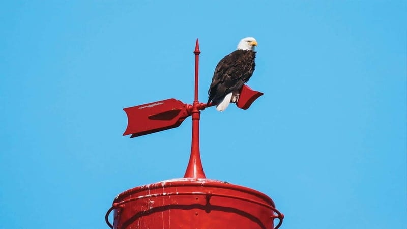 Vancouver: Waterfront Sightseeing Tour - City and Nature - Granville Island check-in: your launch point for city-and-wildlife speed
