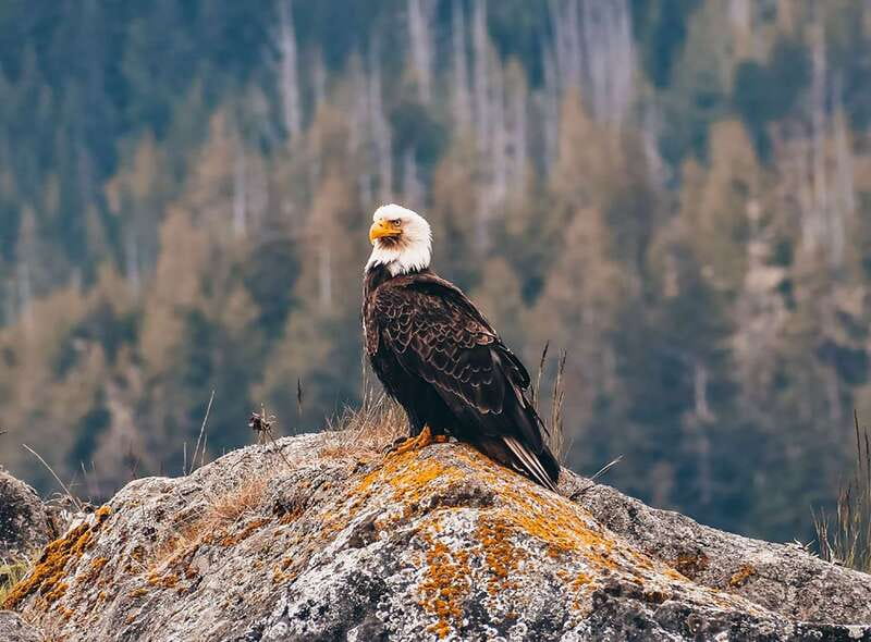 Vancouver: Waterfront Sightseeing Tour - City and Waterfall - Quick hits on the Vancouver City and Waterfall route