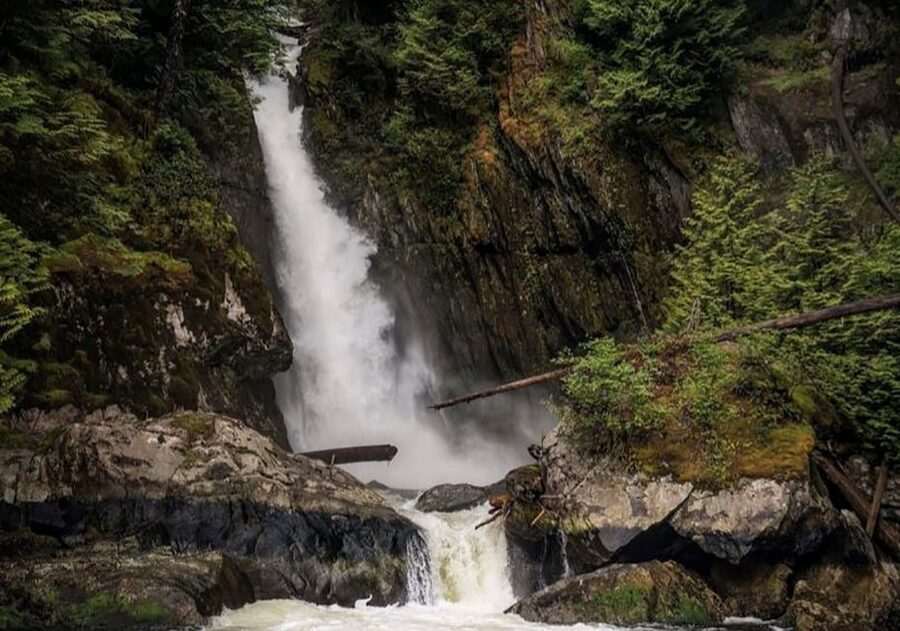 Vancouver: Waterfront Sightseeing Tour - City and Waterfall - Wildlife spotting: seals, eagles, and surprise salmon energy