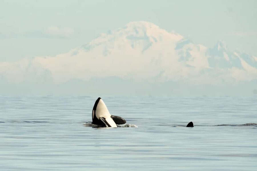 Vancouver: Zodiac Whale Watching Tour from Granville Island - Key Things I’d Lock In Before Booking