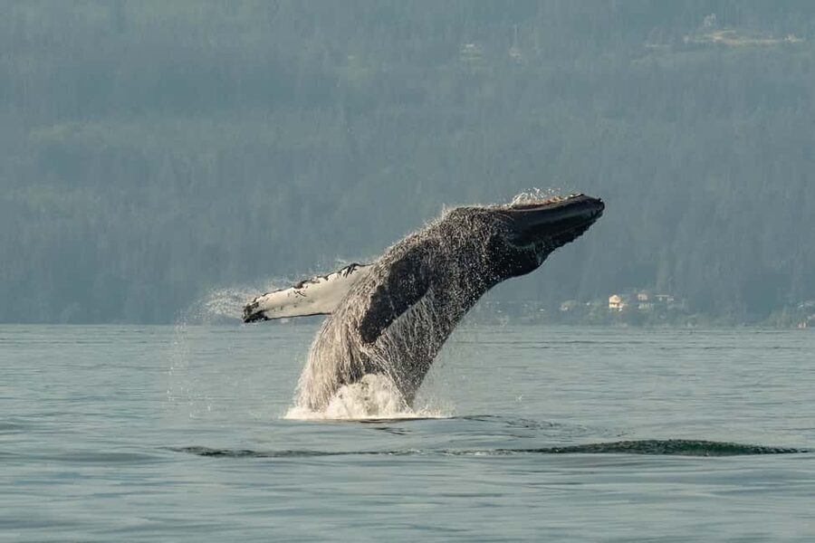 Vancouver: Zodiac Whale Watching Tour from Granville Island - The 5-Hour Plan: Safety Briefing, Salish Sea Time, and Return