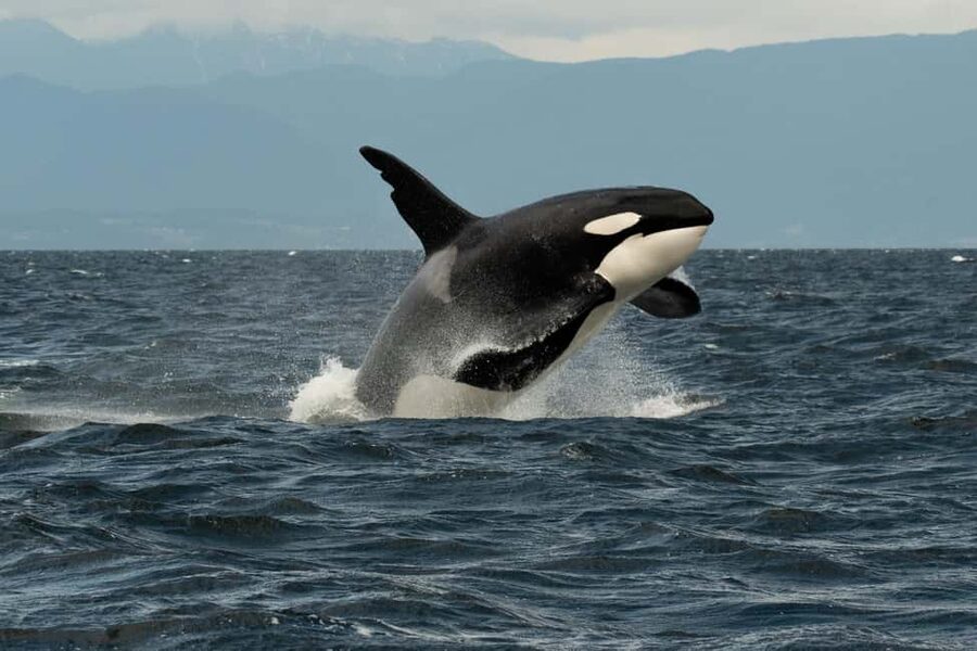Vancouver: Zodiac Whale Watching Tour from Granville Island - What Makes the Boat Experience Different: Open-Air, Close-Range, and Comfort