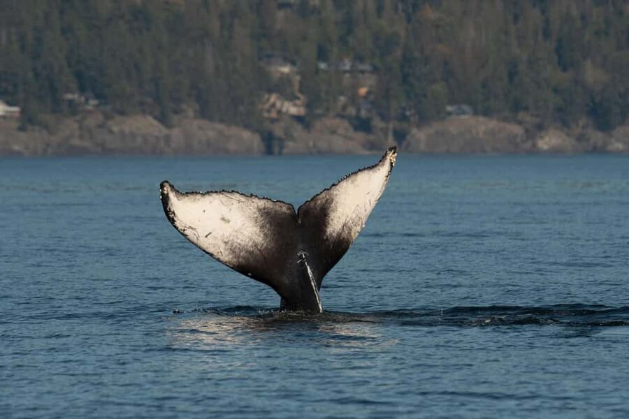 Vancouver: Zodiac Whale Watching Tour from Granville Island - Getting to Wild Whales Vancouver on Granville Island