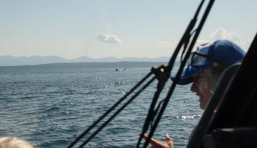 Vancouver: Zodiac Whale Watching Tour from Granville Island - Who This Tour Suits Best (and Who Should Skip It)