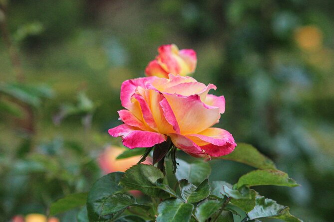 VanDusen Botanical Garden Admission Ticket - Restaurants on Site: Plan a Meal Without Turning It Into a Detour