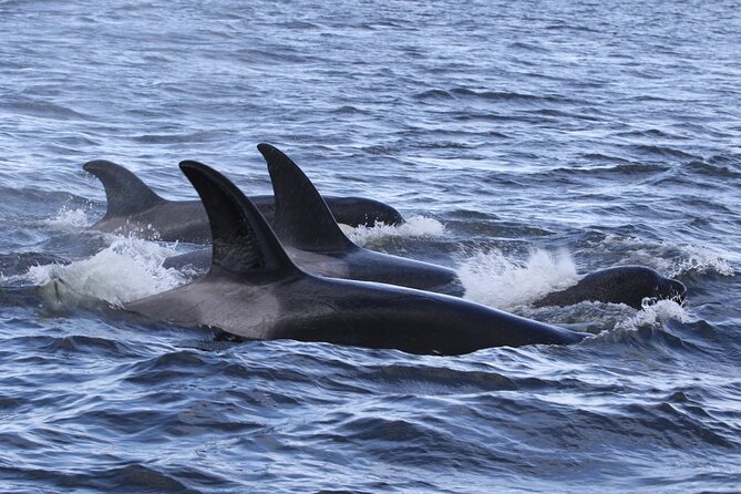 Whale Watching Adventure from Vancouver BC - The route: Georgia Strait crossing and Gulf Island waters