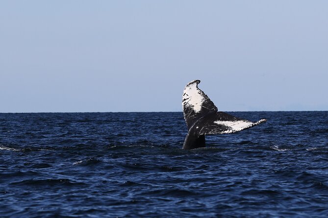 Whale Watching Adventure from Vancouver BC - Timing on the water: how the ride usually feels