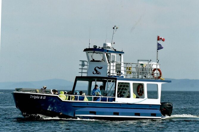 Whale Watching Adventure from Vancouver BC - Wildlife targets: what to watch for (and what birds add)