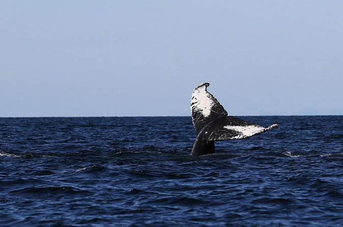Whale Watching Adventure from Vancouver BC - Boat comfort, deck choices, and photo tips