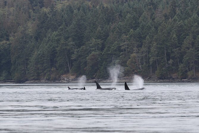 Whale Watching Adventure from Vancouver BC - Price and value: why $184 can make sense