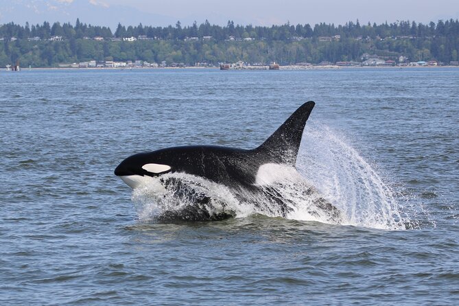 Whale Watching Adventure from Vancouver BC - What makes this whale watch different each day