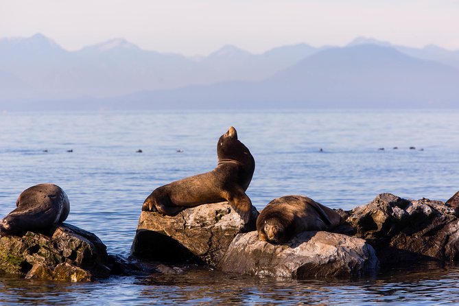 Whale-Watching Tour from Vancouver - The cruise schedule: what “half-day” really feels like