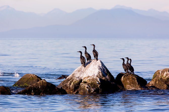 Whale-Watching Tour from Vancouver - What you can spot: orcas, humpbacks, and the rest of the cast