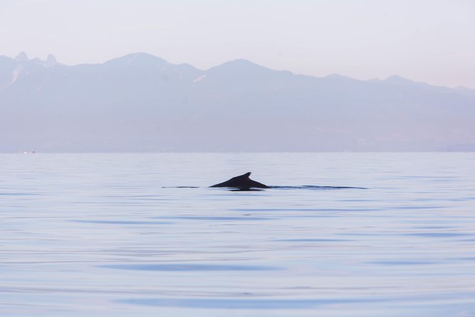 Whale-Watching Tour from Vancouver - Value check: is $157.09 a smart use of your time?