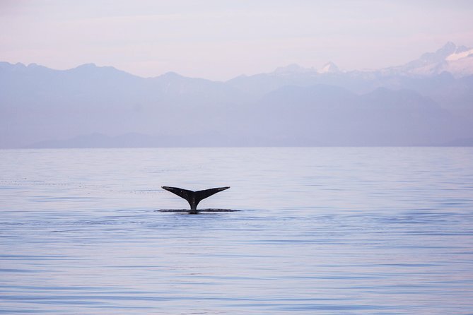 Whale-Watching Tour from Vancouver - Getting to Steveston: meeting point, shuttle, and parking