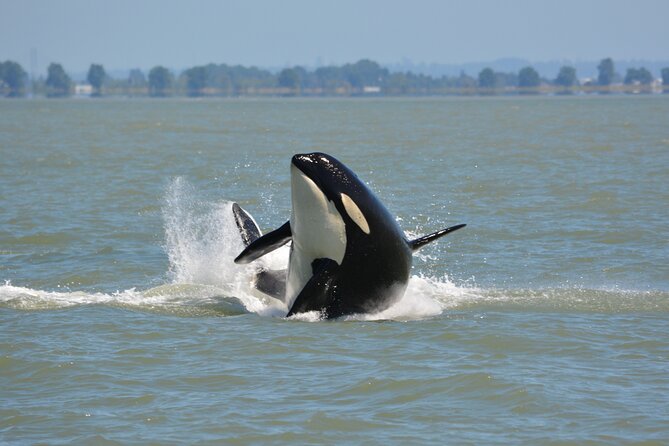 Wild Whale Watching Experience - Open Air Vessel - Granville Island launch: how your whale hunt actually plays out