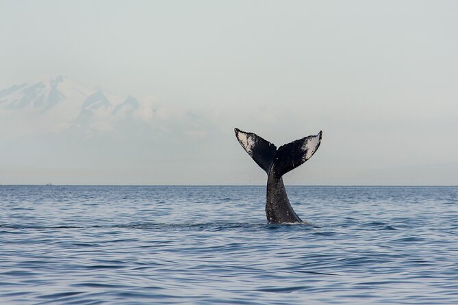 Wild Whale Watching Experience - Open Air Vessel - What you might see: whales plus the local supporting cast