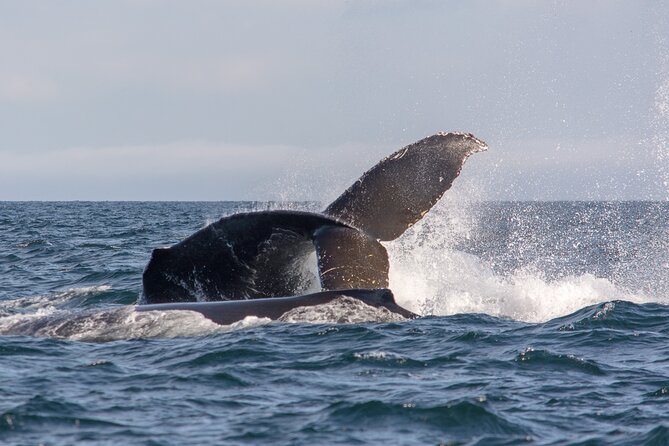 Wild Whale Watching Experience - Open Air Vessel - Small onboard extras that make a cold-weather difference